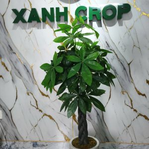 Cây Kim Ngân Giả Trang Trí Cửa Hàng, Studio, Tiệm Quán, Văn Phòng, Nhà Cửa – Cao 1m2