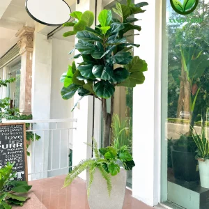 Cây Bàng Singapore Giả Cao Cấp | Đẹp Tự Nhiên, Sang Trọng