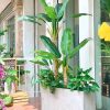 Bồn Cây Chuối Bẹ Tiểu Cảnh Giả Trang Trí Cửa Hàng, Studio, Tiệm Quán, Văn Phòng, Nhà Cửa – Cao 1m8