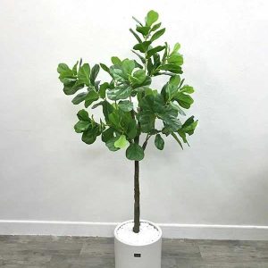 Cây Bàng Singapore Giả Cao 1m6 - Mã: XC243