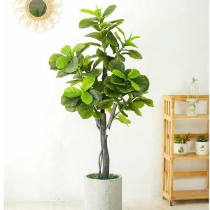 Cây Bàng Singapore Giả Cao 1m65