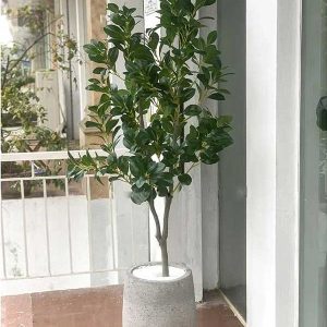 Cây Chanh Giả Cao 1m4
