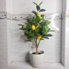 Cây Chanh Mỹ Giả Cao 60cm