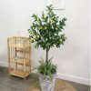 Cây Chanh Vàng Giả Cao 1m5