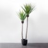 Cây Chi Huyết Giác Giả 2 Nhánh Trang Trí Cửa Hàng, Studio, Tiệm Quán, Văn Phòng, Nhà Cửa – Cao 1m2