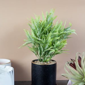 Cây Chi Ngải Giả – [30cm]