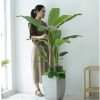 Cây Chuối Cảnh Giả Cao 1m4 - Trang Trí Cửa Hàng, Studio, Tiệm Quán, Văn Phòng, Nhà Cửa