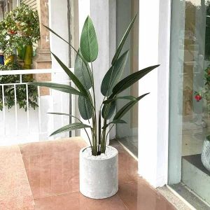 Cây Chuối Cảnh Lá Nhọn Giả Cao 1m4