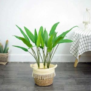 Cây Chuối Cảnh Mini Giả Cao 80cm