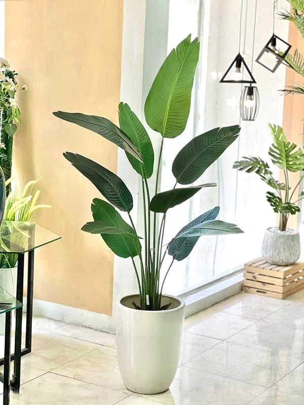 Cây Chuối Rẻ Quạt Giả Trang Trí Cửa Hàng, Studio, Tiệm Quán, Văn Phòng, Nhà Cửa – 1m6