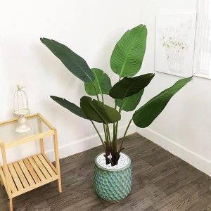 Cây Chuối Rẻ Quạt Giả – Cao 1m2