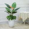 Cây Chuối Thiên Điểu Giả Cao 1m2