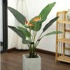 Cây Chuối Thiên Điểu Giả Cao 1m2