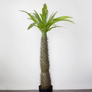 Cây Cọ Madagascar Giả – [95cm]