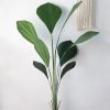 Cây Cọ Nhật Giả Cao 1m1