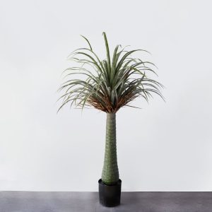 Cây Cọ Nhiệt Đới Giả – [1m6]