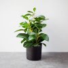 Cây Đa Búp Giả Để Bàn Và Kệ Tủ – [30cm]