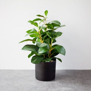 Cây Đa Búp Giả Để Bàn Và Kệ Tủ – [30cm]
