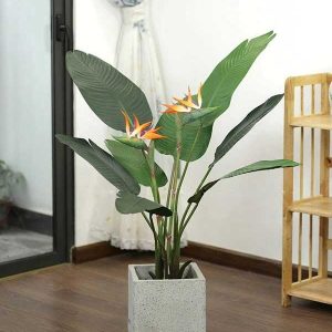 Cây Hoa Thiên Điểu Giả Cao 1m2