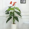 Cây hồng môn giả trang trí kệ bàn, góc nhà cực xinh [45cm – 120cm]