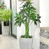 Cây Kim Ngân Giả Trang Trí Cửa Hàng, Studio, Tiệm Quán, Văn Phòng, Nhà Cửa – Cao 1m2