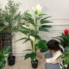 Cây Lan Ý Giả Trang Trí Cửa Hàng, Studio, Tiệm Quán, Văn Phòng, Nhà Cửa – Cao 1m55 – Mã: PN-CG008
