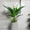 Cây Lan Ý Giả Trang Trí Cửa Hàng, Studio, Tiệm Quán, Văn Phòng, Nhà Cửa – Cao 90cm