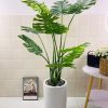 Cây Monstera Trang Trí Cửa Hàng, Studio, Tiệm Quán, Văn Phòng, Nhà Cửa – Cao 1m2