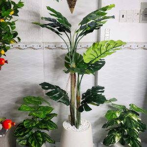 Cây Monstera Trang Trí Cửa Hàng, Studio, Tiệm Quán, Văn Phòng, Nhà Cửa – Cao 1m4