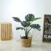 Cây Monstera Trang Trí Cửa Hàng, Studio, Tiệm Quán, Văn Phòng, Nhà Cửa – Cao 85cm