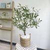 Cây Ô Liu Giả Cao 85cm Trang Trí Cửa Hàng, Studio, Tiệm Quán, Văn Phòng, Nhà Cửa