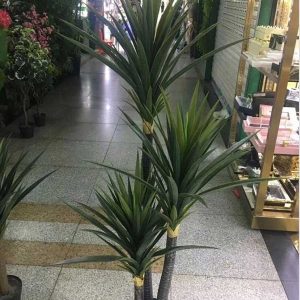 Cây Phát Tài Núi Giả Cao 1m5