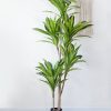 Cây Phát Tài Trang Trí Cửa Hàng, Studio, Tiệm Quán, Văn Phòng, Nhà Cửa – Cao 1m75