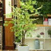Cây Phong Lá Xanh Giả Cao 1m6