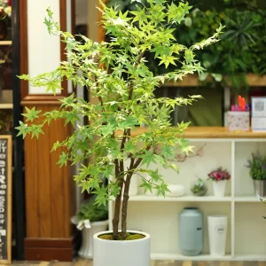 Cây Phong Lá Xanh Giả Cao 1m6