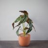 Cây Thu Hải Đường Giả Để Bàn Và Kệ Tuyệt Đẹp [30cm]