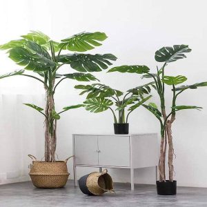 Cây Trầu Bà Nam Mỹ Giả Trang Trí Nội Thất Phòng [1m5 & 1m8]