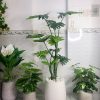 Cây Trầu Bà Thanh Xuân Trang Trí Cửa Hàng, Studio, Tiệm Quán, Văn Phòng, Nhà Cửa – Cao 120cm