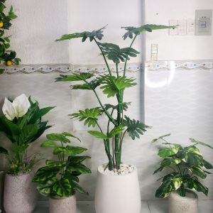 Cây Trầu Bà Thanh Xuân Trang Trí Cửa Hàng, Studio, Tiệm Quán, Văn Phòng, Nhà Cửa – Cao 120cm