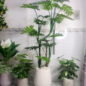 Cây Trầu Bà Thanh Xuân Trang Trí Cửa Hàng, Studio, Tiệm Quán, Văn Phòng, Nhà Cửa – Cao 160cm