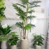 Cây Trầu Bà Thanh Xuân Trang Trí Cửa Hàng, Studio, Tiệm Quán, Văn Phòng, Nhà Cửa – Cao 200cm