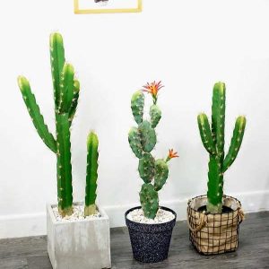 Cây Xương Rồng Bẹ Hoa Cam Giả – Trang Trí Cửa Hàng, Studio, Tiệm Quán, Văn Phòng, Nhà Cửa – Cao 70cm