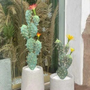 Cây Xương Rồng Bẹ Hoa Vàng Giả Cao 50cm