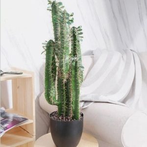 Cây Xương Rồng Giả 5 Nhánh – Trang Trí Cửa Hàng, Studio, Tiệm Quán, Văn Phòng, Nhà Cửa – Cao 80cm