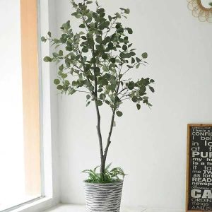Cây Bạch Đàn Giả 2m1