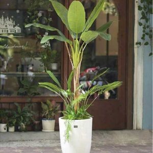 Cây Chuối Cảnh Giả 1m8