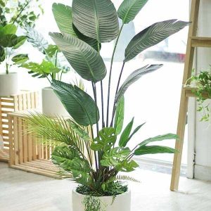 Cây Chuối Giả Cao 1m6 Trang Trí Cửa Hàng, Studio, Tiệm Quán, Văn Phòng