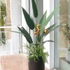 Cây Chuối Thiên Điểu Giả Cao 1m4