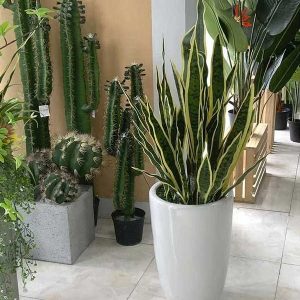 Cây Lưỡi Hổ Giả Cao 1m1