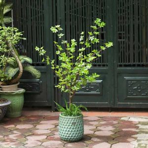 Cây Thạch Nam Giả Cao 1m35